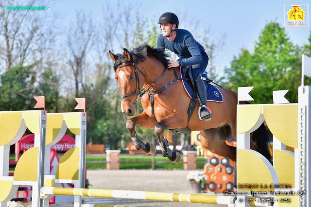 Hongre cheval de selle italien a vendre 2020 bai par sunday de riverland