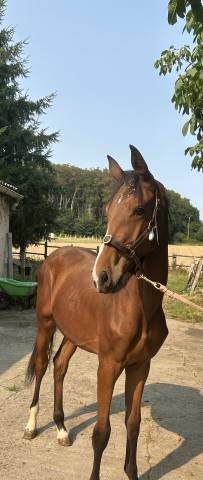 Magnifique poulain petit prix