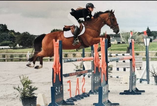 Cheval de sport 7 ans – origines par amant du château 