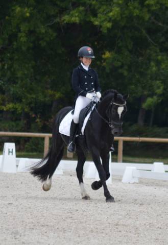 Etalon welsh cob d