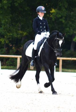 Etalon welsh cob d