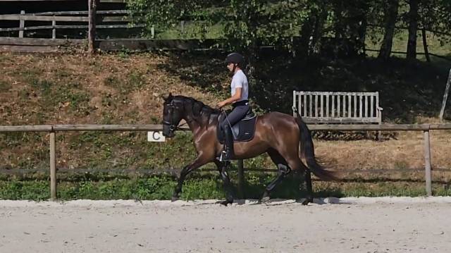 Pure race espagnole