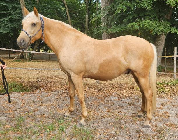 Palomino de 4 ans en cours de débourrage
