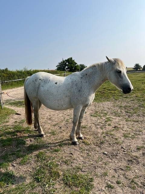 Poney connemara pouliniere suitee
