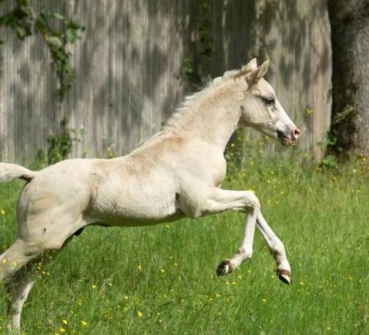 Très beau poulain prometteur d'origines allemandes