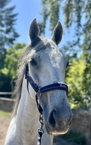 Joli hongre lipizzan 6 ans 1m60