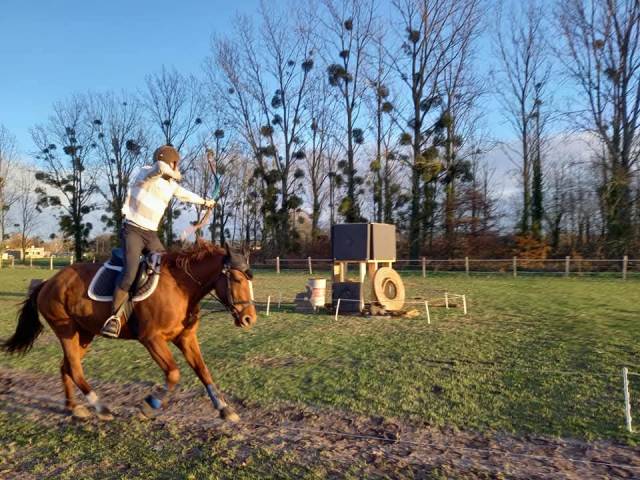 Jument oc quarter horse
