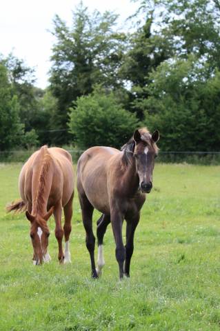 Pension chevaux 