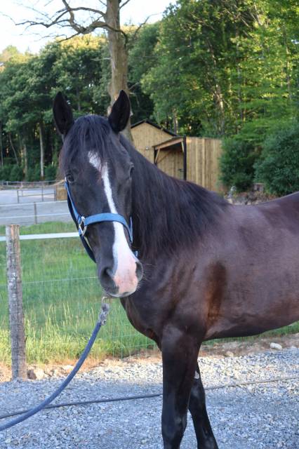 Hongre onc – 8 ans