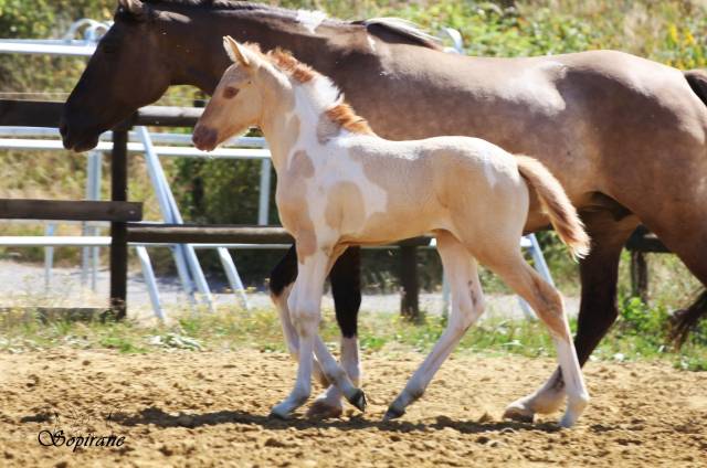 Pouliche champagne dun tobiano