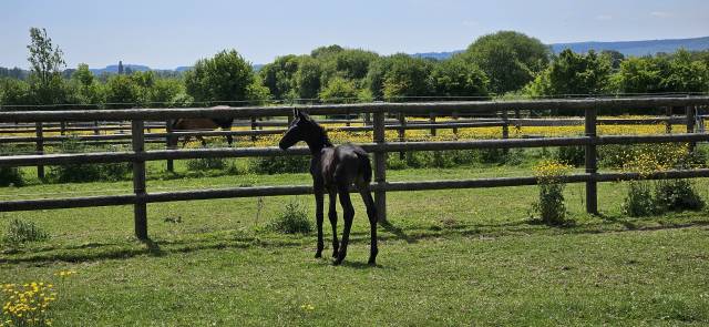 Magnifique poulain par furstenball 