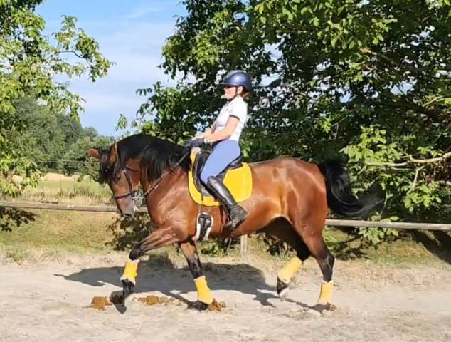 Kyria td - jument pre - 5 ans