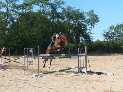 Cheval de sport 8 ans – origines top – potentiel 135/14