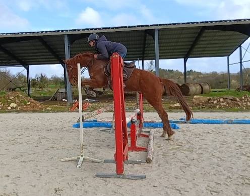 Hongre 4 ans facile avec du sang 