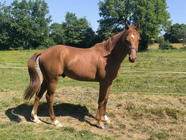A vendre cheval de sport 2 ans  urgent 