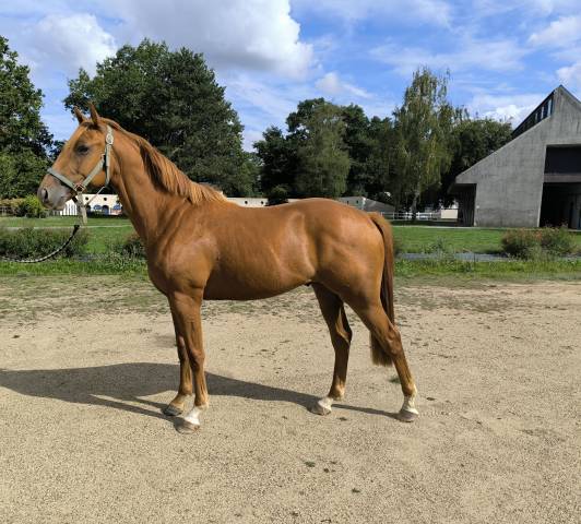 A vendre cheval de sport 2 ans  urgent 