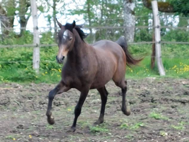 Poulain arabe 