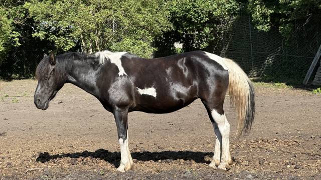 à vendre – ponette idéale loisirs / famille