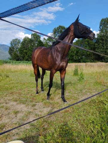 Vends jument pur sang 8 ans
