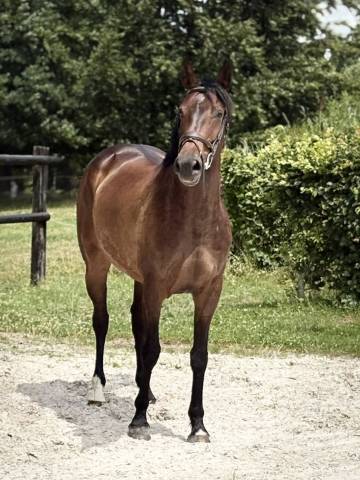 Jument sbs 6 ans - jobolensky sitte x le tôt de semilly