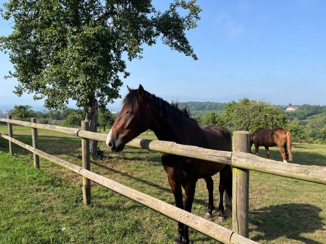 Pensions chevaux poney