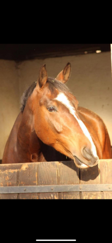 Cheval à vendre quinoto bois margot x le tot de semilly