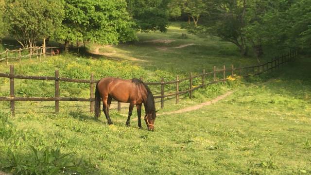 Très belle pouliniere pre 12 ans pleine de bamboleo sba