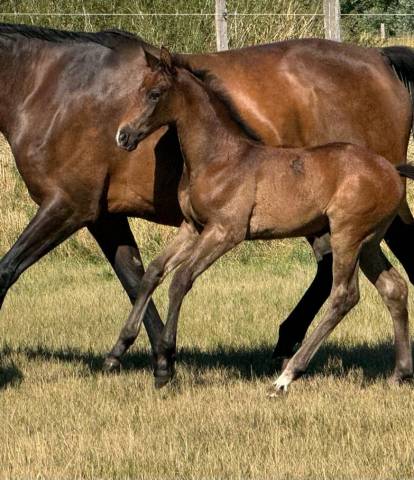 Zirocco blue x taloubet z