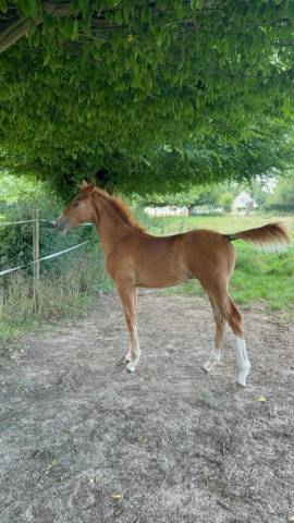 à vendre poulain de candy de nantuel