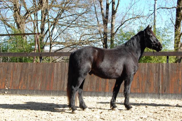 Mistral, un poulain tout en finesse