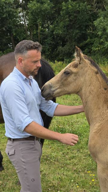 Foal z isabelle