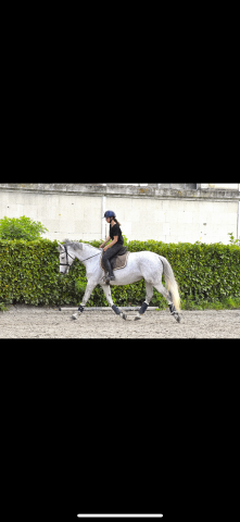 Loue jument cso cce dressage 