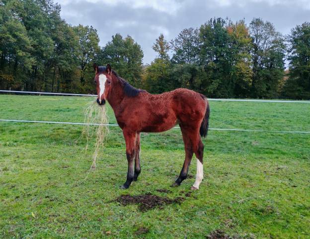 Pouliche selle français conte bellini x canturo