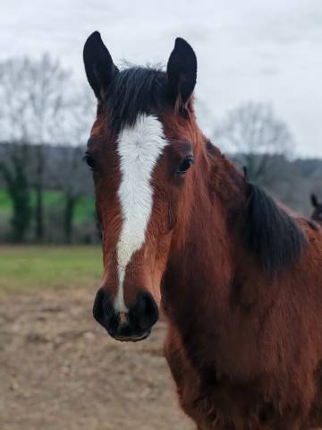 Pouliche selle français conte bellini x canturo