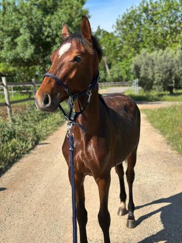 Poulain pfs de avril 2024 mâle 
