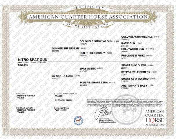Quarter horse entier 2023