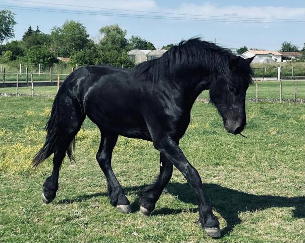 à vendre frison de 6 ans