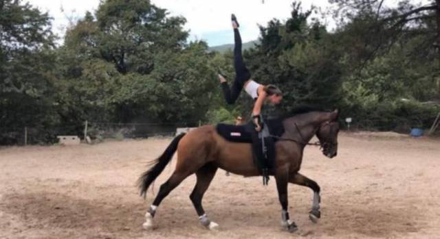 Superbe hongre sf 13 ans 175cm 