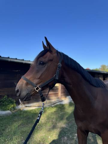 Cheval 3 ans
