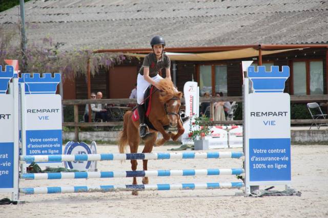Poney b welsh