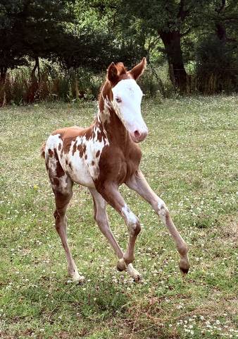 Poulains quarter horse