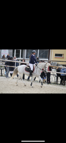 Poney français de selle x connemara  taille : 1m48