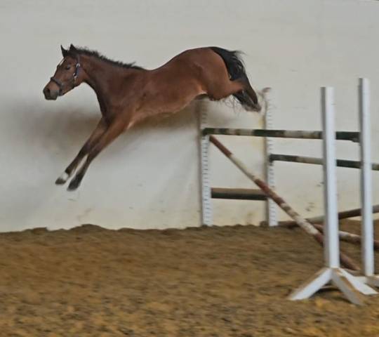 Poneys  d de sport