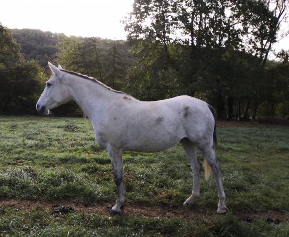 Pure sang arabe poulinière débourrée 10 ans