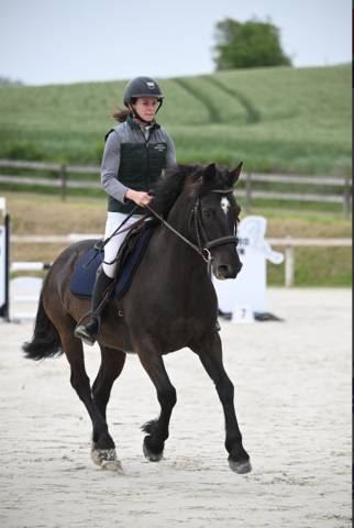 Poney connemara pp 11 ans vendre/louer
