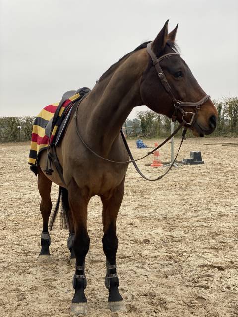 Cheval loisir/compagnie