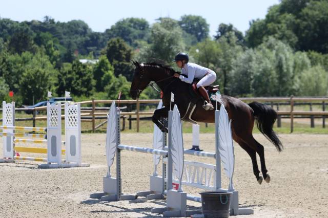 Hongre de 6 ans super origines de cso
