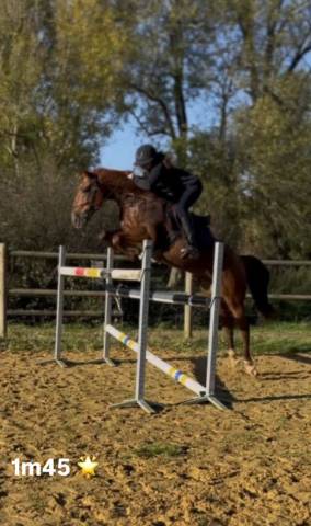 Cheval à vendre trotteur français reformé de 8 ans
