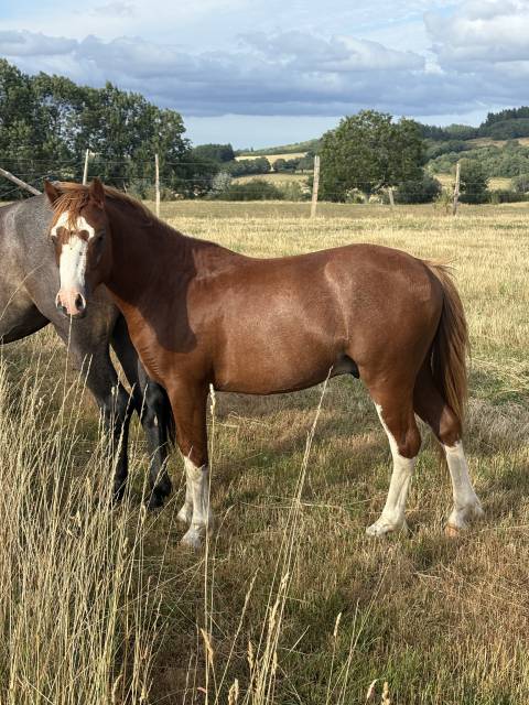 Poney de 2 ans pleins papier welsh