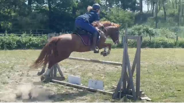 6 ans poney français de selle taille c  